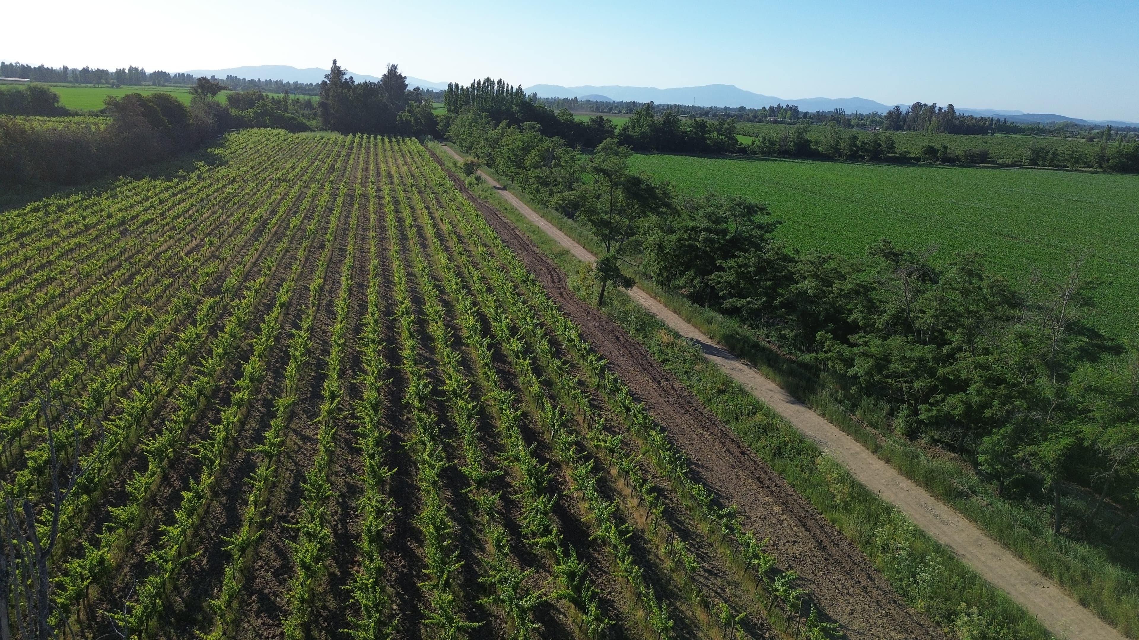 Viñedos Bodega Bravo - Valle del Maipo
